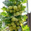 Крыжовник Инвикта 3