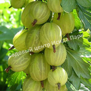 Крыжовник Инвикта