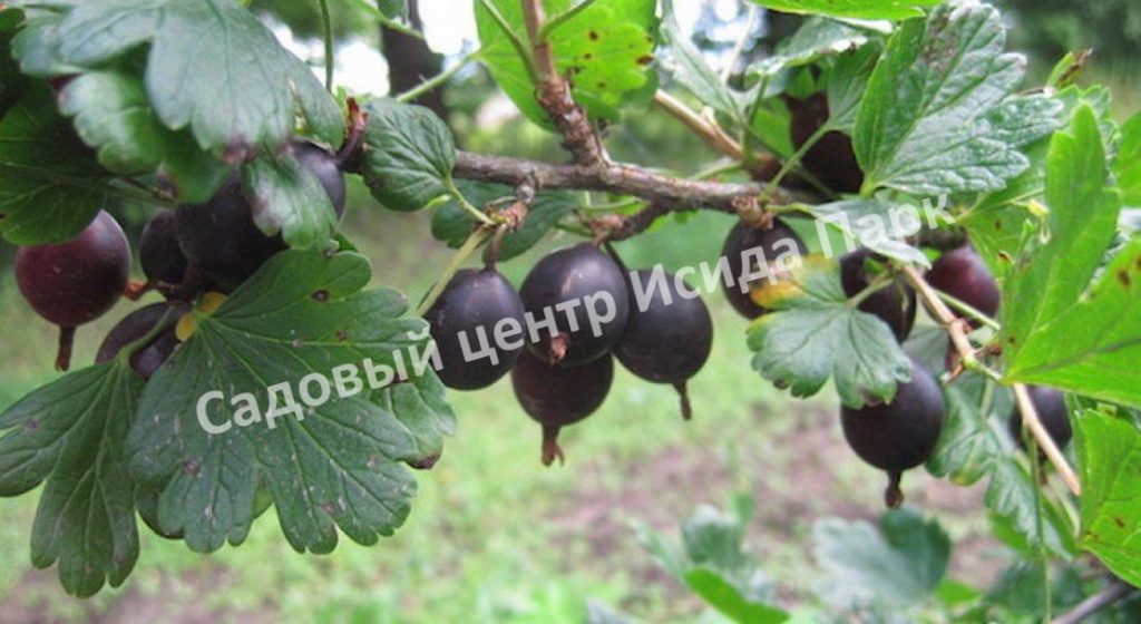 Крыжовник Казачок
