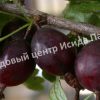 Крыжовник Казачок 1