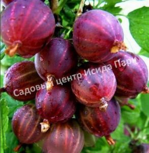 Крыжовник Колобок