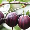 Крыжовник Консул 2