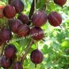 Крыжовник Консул 3