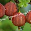 Крыжовник Ласковый 1