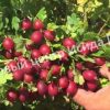 Крыжовник Машека 3
