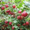 Крыжовник Машека 2