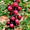 Крыжовник Машека 4
