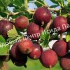 Крыжовник Олави 2