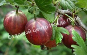 Крыжовник Олави