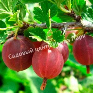 Крыжовник Раволт