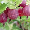 Крыжовник Северный Капитан 2