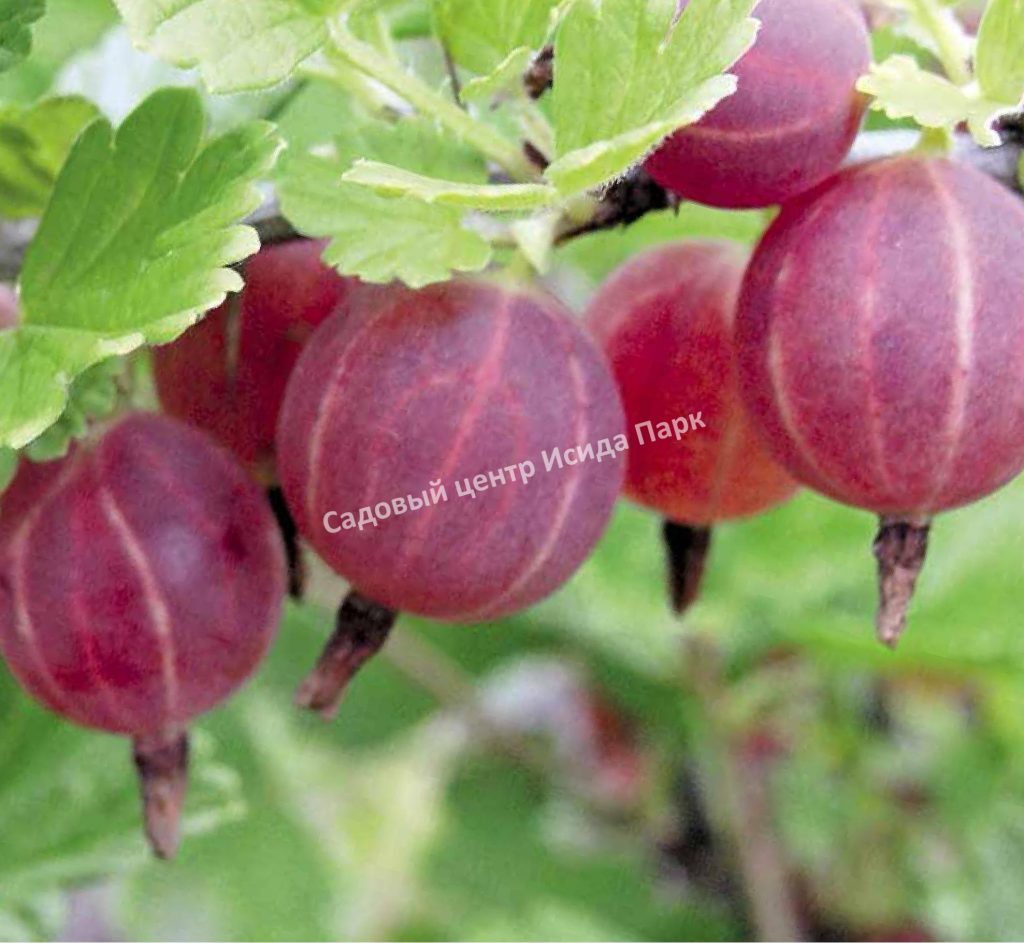 Крыжовник Северный Капитан