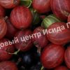 Крыжовник Шершневский 3