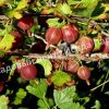 Крыжовник Смена 4