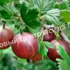 Крыжовник Спайнфри 4