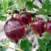 Крыжовник Спайнфри 2