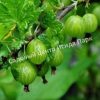 Крыжовник Уральский Изумруд 1