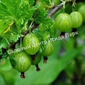 Крыжовник Уральский Изумруд