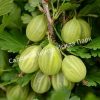 Крыжовник Уральский Изумруд 2