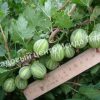 Крыжовник Уральский Изумруд 3