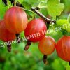 Крыжовник Уральский Розовый 4