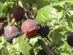 Крыжовник Защитник