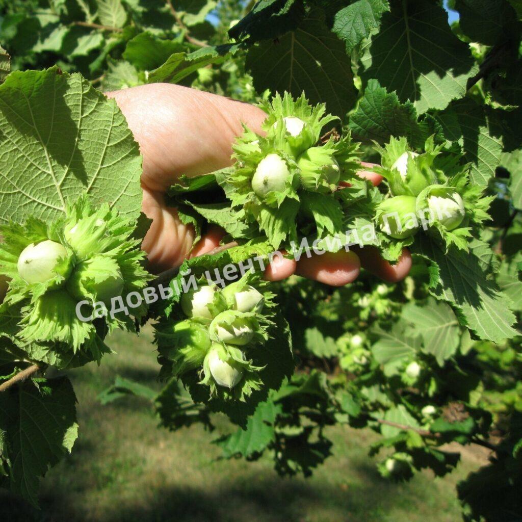 Фундук Лещина Лентина (Lentina) Фундук Лещина Лентина (Lentina)