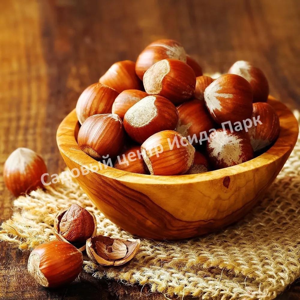 Фундук Лещина Лентина (Lentina) Фундук Лещина Лентина (Lentina)