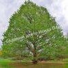 Лещина древовидная Медвежий орех, Турецкий орех (Treelike Bear Walnut, Turkish Walnut) 6