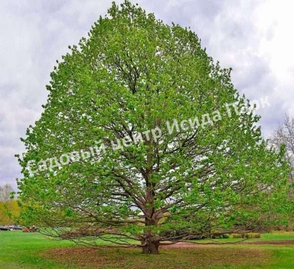 Лещина древовидная Медвежий орех, Турецкий орех (Treelike Bear Walnut, Turkish Walnut) Лещина древовидная Медвежий орех, Турецкий орех (Treelike Bear Walnut, Turkish Walnut)