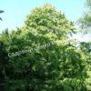 Лещина древовидная Медвежий орех, Турецкий орех (Treelike Bear Walnut, Turkish Walnut) 7
