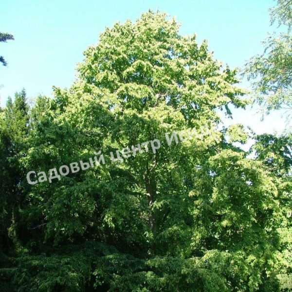 Лещина древовидная Медвежий орех, Турецкий орех (Treelike Bear Walnut, Turkish Walnut) Лещина древовидная Медвежий орех, Турецкий орех (Treelike Bear Walnut, Turkish Walnut)