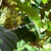 Лещина древовидная Медвежий орех, Турецкий орех (Treelike Bear Walnut, Turkish Walnut) 8