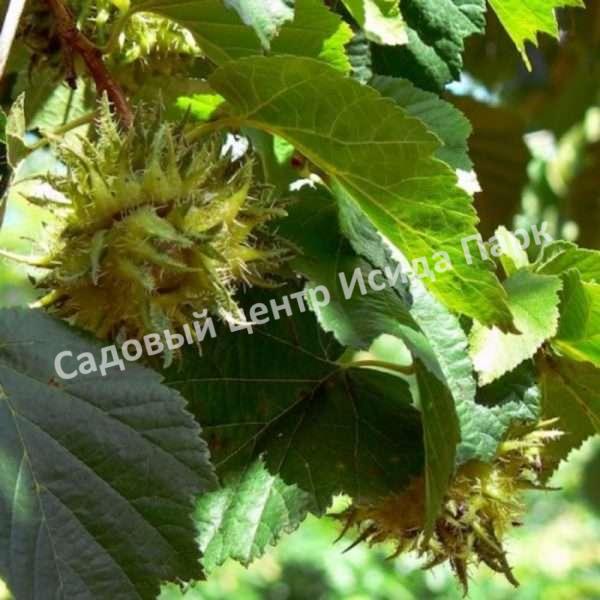 Лещина древовидная Медвежий орех, Турецкий орех (Treelike Bear Walnut, Turkish Walnut) Лещина древовидная Медвежий орех, Турецкий орех (Treelike Bear Walnut, Turkish Walnut)