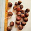 Лещина древовидная Медвежий орех, Турецкий орех (Treelike Bear Walnut, Turkish Walnut) 9