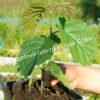 Лещина древовидная Медвежий орех, Турецкий орех (Treelike Bear Walnut, Turkish Walnut) 10