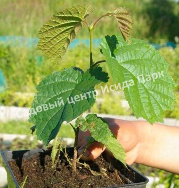 Лещина древовидная Медвежий орех, Турецкий орех (Treelike Bear Walnut, Turkish Walnut) Лещина древовидная Медвежий орех, Турецкий орех (Treelike Bear Walnut, Turkish Walnut)