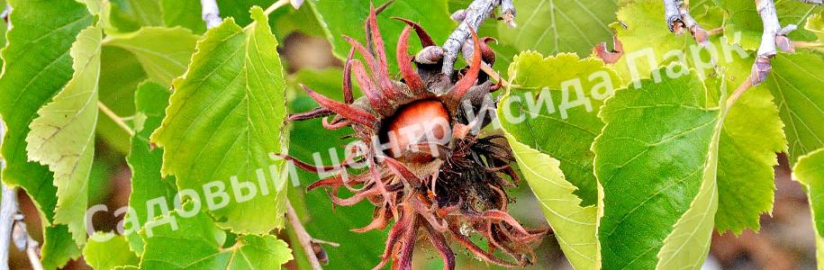 Лещина древовидная Медвежий орех, Турецкий орех (Treelike Bear Walnut, Turkish Walnut) Лещина древовидная Медвежий орех, Турецкий орех (Treelike Bear Walnut, Turkish Walnut)