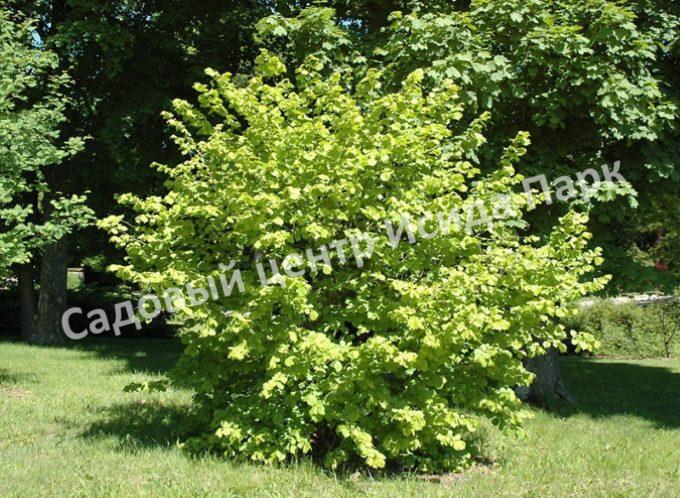 Лещина Ауреа (Aurea) Лещина Ауреа (Aurea)