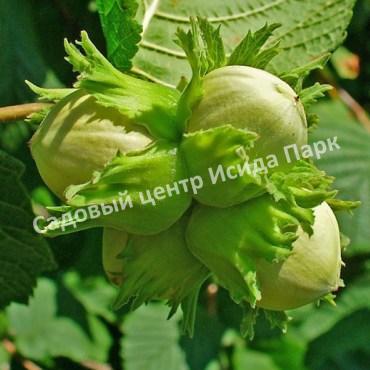 Лещина Ауреа (Aurea) Лещина Ауреа (Aurea)