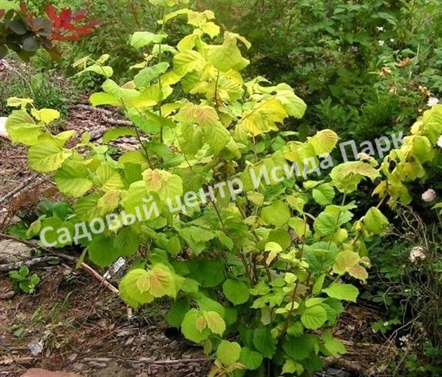 Лещина Ауреа (Aurea) Лещина Ауреа (Aurea)