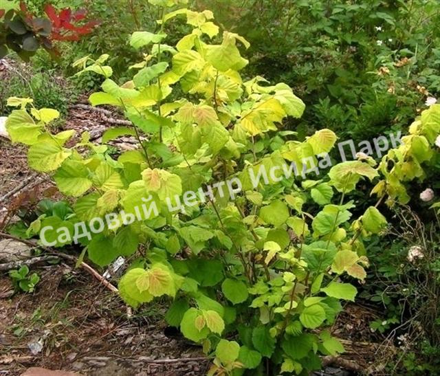 Лещина Ауреа (Aurea) Лещина Ауреа (Aurea)