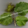 Лещина древовидная Медвежий орех, Турецкий орех (Treelike Bear Walnut, Turkish Walnut) 4