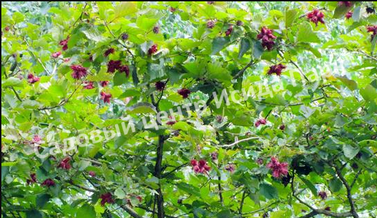 Лещина древовидная Те-Терра Ред (Te — terra Red) Лещина древовидная Те-Терра Ред (Te — terra Red)