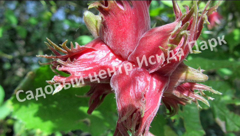 Лещина древовидная Те-Терра Ред (Te — terra Red) Лещина древовидная Те-Терра Ред (Te — terra Red)