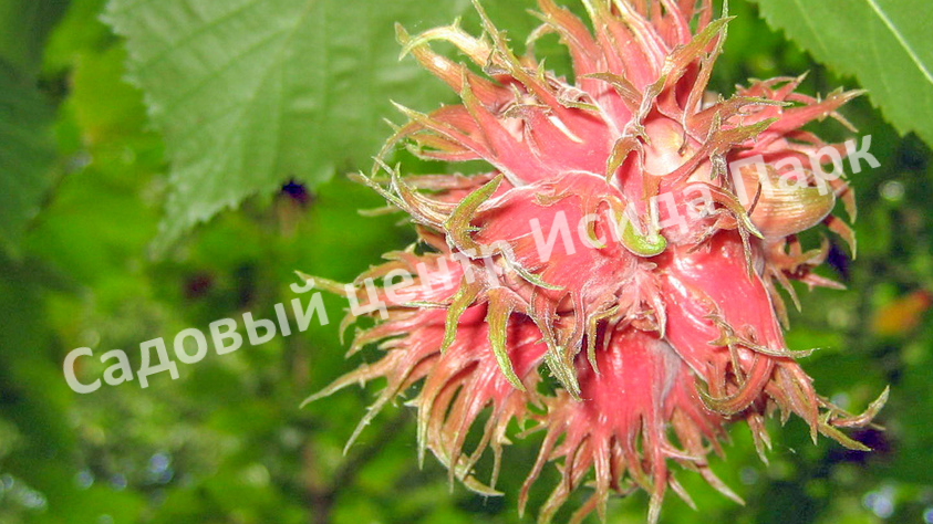 Лещина древовидная Те-Терра Ред (Te — terra Red) Лещина древовидная Те-Терра Ред (Te — terra Red)