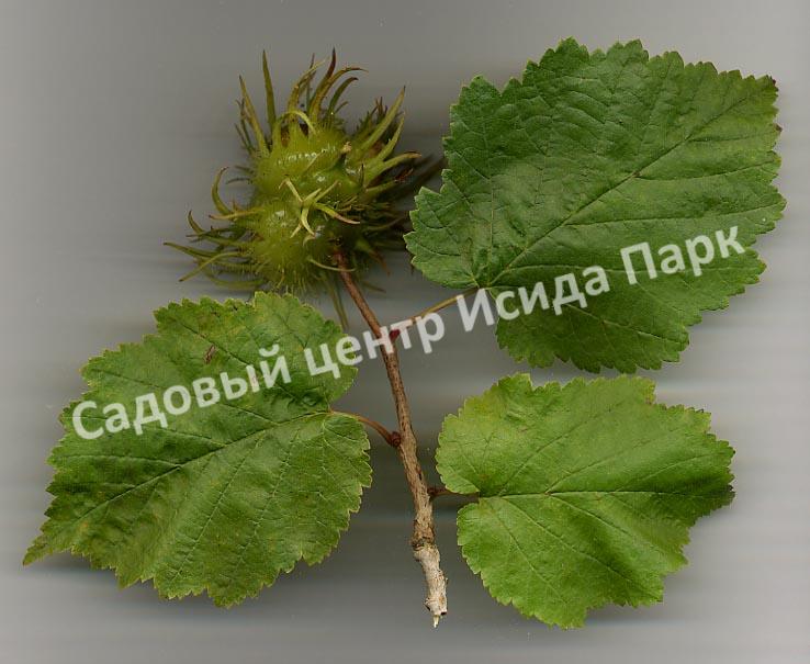 Лещина древовидная Медвежий орех, Турецкий орех (Treelike Bear Walnut, Turkish Walnut) Лещина древовидная Медвежий орех, Турецкий орех (Treelike Bear Walnut, Turkish Walnut)