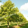 Лещина древовидная Медвежий орех, Турецкий орех (Treelike Bear Walnut, Turkish Walnut) 3