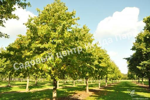 Лещина древовидная Медвежий орех, Турецкий орех (Treelike Bear Walnut, Turkish Walnut) Лещина древовидная Медвежий орех, Турецкий орех (Treelike Bear Walnut, Turkish Walnut)