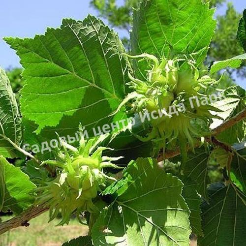 Лещина древовидная Медвежий орех, Турецкий орех (Treelike Bear Walnut, Turkish Walnut) Лещина древовидная Медвежий орех, Турецкий орех (Treelike Bear Walnut, Turkish Walnut)